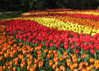 Wisata Ladang Bunga Terindah Luar Negeri yang Menakjubkan