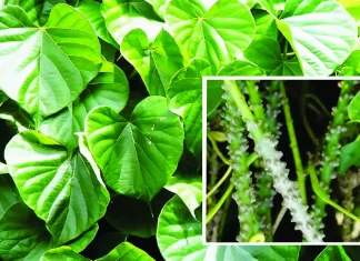 Brotowali, Di Balik Rasanya yang Pahit Terdapat Berbagai Manfaat untuk Tubuh