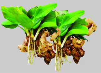 Kencur, Rempah yang Memberikan Berbagai Manfaat untuk Kesehatan Tubuh dan Kulit