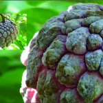 Baik untuk Ibu Hamil, 8 Manfaat Buah Srikaya Bagi Kesehatan