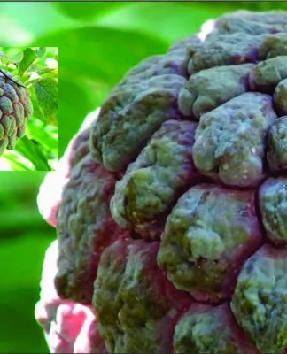 Baik untuk Ibu Hamil, 8 Manfaat Buah Srikaya Bagi Kesehatan