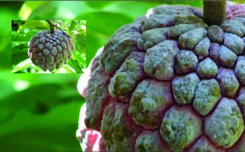 Baik untuk Ibu Hamil, 8 Manfaat Buah Srikaya Bagi Kesehatan