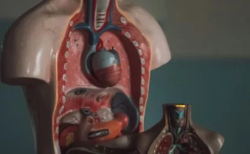 Tips dan Pengobatan Holistik Penyembuhan Liver secara Alami